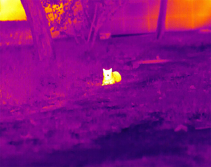 小猫